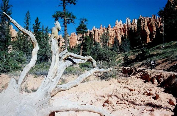 Dans le parc de Bryce Canyon