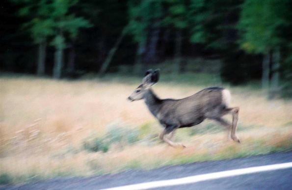 Mule Deer vers Las Vegas